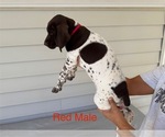 Small #8 German Shorthaired Pointer