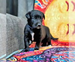 Small #2 Golden Retriever Mix