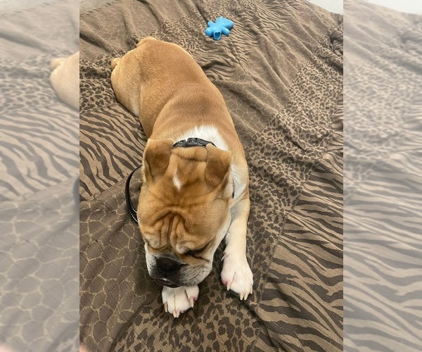 Medium Photo #2 English Bulldog Puppy For Sale in BROKEN ARROW, OK, USA