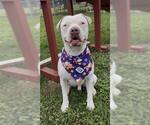 Small #2 American Bulldog