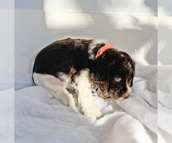 Medium Photo #1 English Springer Spaniel Puppy For Sale in MADISON, OH, USA