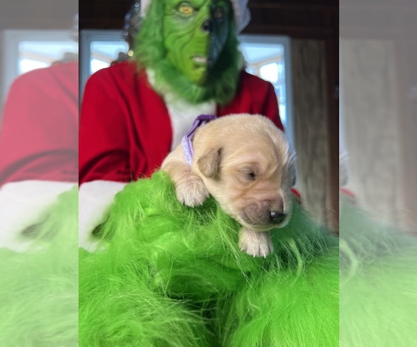 Medium Photo #11 Golden Retriever Puppy For Sale in NEOLA, WV, USA