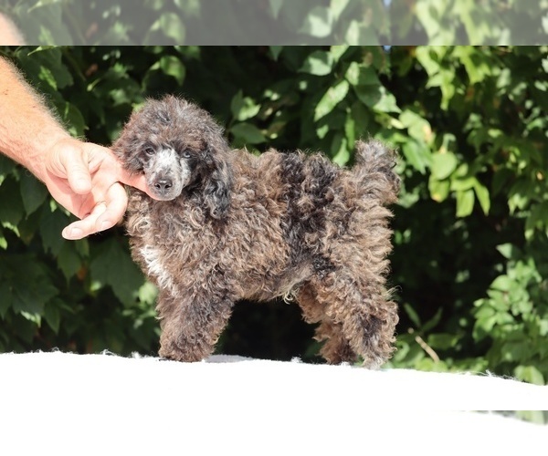 Medium Photo #12 Poodle (Miniature) Puppy For Sale in DYERSBURG, TN, USA