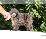 Small #11 Poodle (Miniature)