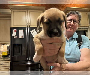 Boxer Dogs for adoption in Holly Springs, NC, USA