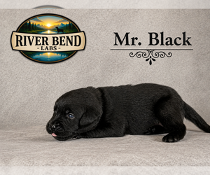Medium Labrador Retriever