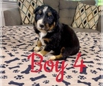 Small Photo #52 Australian Shepherd Puppy For Sale in SALISBURY, NC, USA