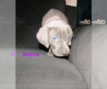 Small #2 Weimaraner