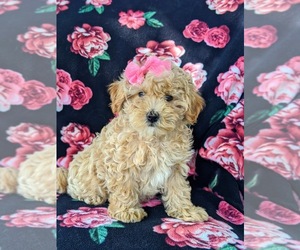 Maltipoo Puppy for sale in NOTTINGHAM, PA, USA