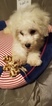 Small Photo #2 Bichon Frise Puppy For Sale in CHATHAM, IL, USA