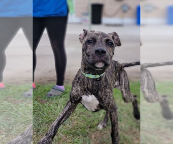 Medium Photo #4 Boxador Puppy For Sale in Orangeburg, SC, USA