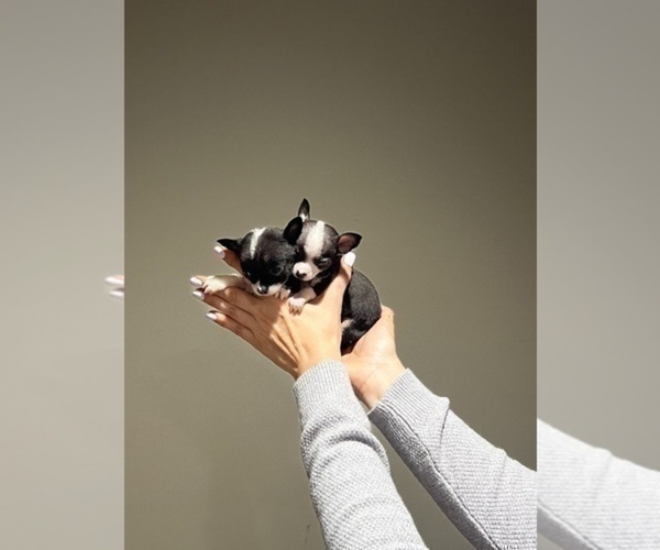 Medium Photo #14 Chihuahua Puppy For Sale in NAPLES, FL, USA