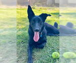 Small #4 German Shepherd Dog