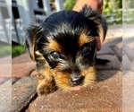 Small Photo #3 Yorkshire Terrier Puppy For Sale in PALM BAY, FL, USA