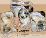 Puppy Juniper Poodle (Standard)