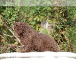 Small #26 ShihPoo