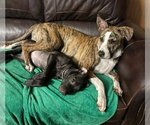Small Photo #5 American Staffordshire Terrier Puppy For Sale in Kansas City, MO, USA