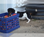 Small Photo #1 Dachshund Puppy For Sale in GREENWOOD, WI, USA