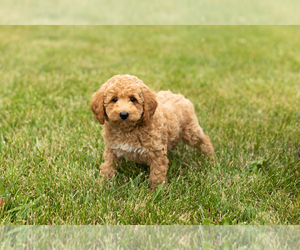 Goldendoodle (Miniature) Puppy for sale in SHIPSHEWANA, IN, USA