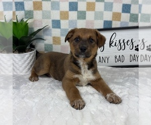 Australian Cattle Dog Puppy for sale in FRANKLIN, IN, USA