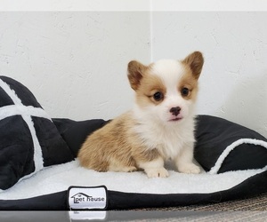 Pembroke Welsh Corgi Puppy for sale in CLARK, MO, USA
