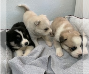 Pyrenees Husky Puppy for sale in VIRGINIA BCH, VA, USA