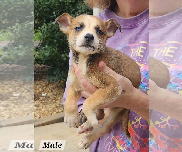 Medium Photo #3 Mutt Puppy For Sale in Royal Palm Beach, FL, USA
