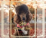 Small Photo #1 Goldendoodle Puppy For Sale in SAINT CLOUD, MN, USA