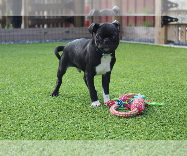 Medium Photo #4 Chug Puppy For Sale in Chestertown, MD, USA