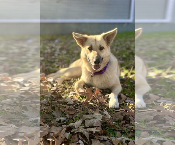 Medium Photo #3 German Shepherd Dog-Unknown Mix Puppy For Sale in Lillian, TX, USA