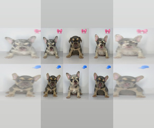 French Bulldog Puppy for sale in KENDALL, FL, USA