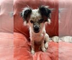 Small Photo #3 Spaniel-Unknown Mix Puppy For Sale in Tomball, TX, USA