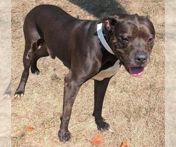 Medium Photo #1 American Pit Bull Terrier Puppy For Sale in Akron, OH, USA
