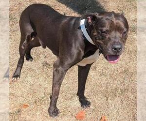 American Pit Bull Terrier Dogs for adoption in Akron, OH, USA