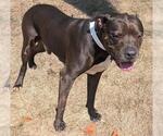 Small American Pit Bull Terrier