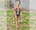 Small Mutt