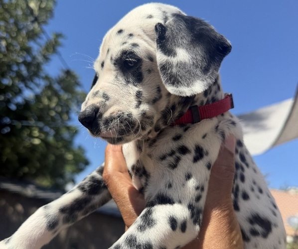 Medium Photo #2 Dalmatian Puppy For Sale in COLTON, CA, USA