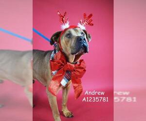 Mutt Dogs for adoption in Bakersfield, CA, USA