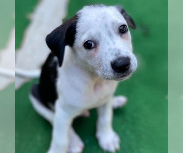Medium Photo #4 Labrador Retriever-Unknown Mix Puppy For Sale in San Diego, CA, USA