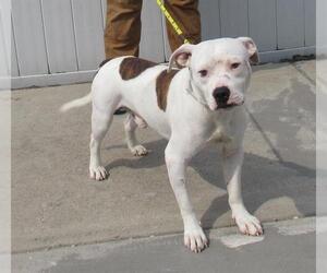 American Pit Bull Terrier-Unknown Mix Dogs for adoption in Louisville, KY, USA