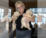 Small Photo #8 Maremma Sheepdog Puppy For Sale in THORN HILL, TN, USA
