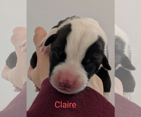 Medium Photo #1 Border Collie-Unknown Mix Puppy For Sale in Chinook, MT, USA