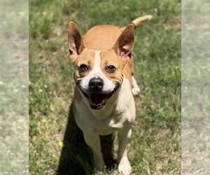 Mutt Dogs for adoption in Jackson, MS, USA