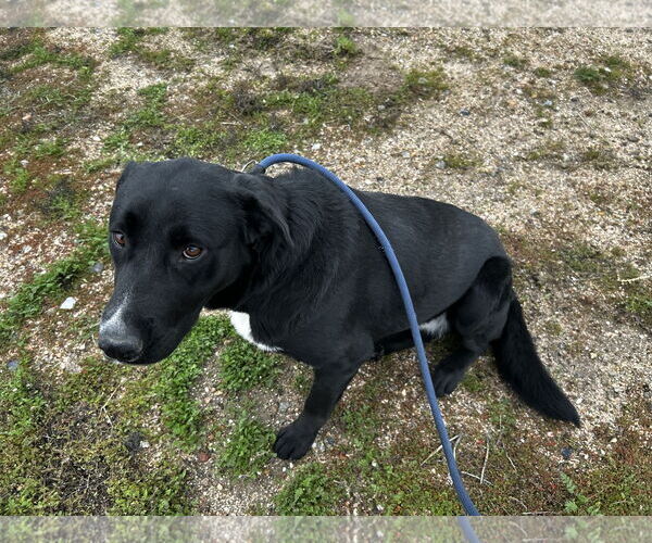 Medium Photo #4 Labrador Retriever-Unknown Mix Puppy For Sale in San Diego, CA, USA