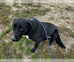 Small #3 Labrador Retriever Mix