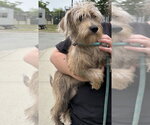 Small #1 Shih Tzu Mix