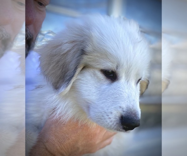 Medium Photo #2 Great Pyrenees Puppy For Sale in PALM BAY, FL, USA