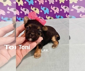 Morkie Puppy for sale in WINNSBORO, LA, USA