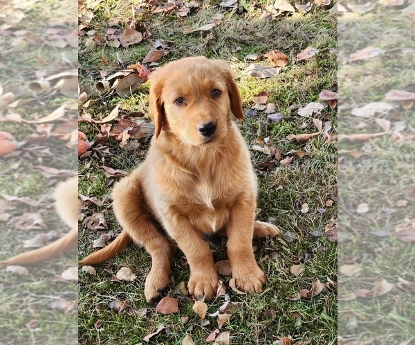 Medium Photo #4 Golden Retriever Puppy For Sale in FERNDALE, WA, USA