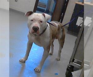 Medium American Pit Bull Terrier